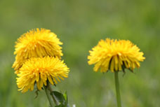 Der Frühling kehrt ein
