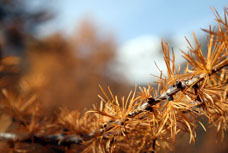 Goldener Herbst
